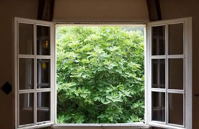 家装安全小知识你知道除甲醛有哪些有效的方法吗？(图6)