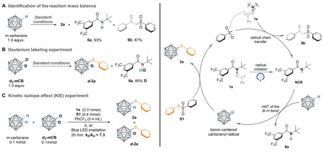 南京大学燕红课题组JACS：氢原子转移（HAT）反应实现无金属条件下碳硼烷B－H键选择性功能化(图6)