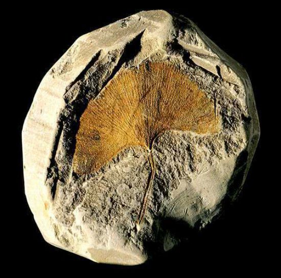 二氧化碳浓度刷新历史纪录达2300万年来最高值如今还在飙升(图7)