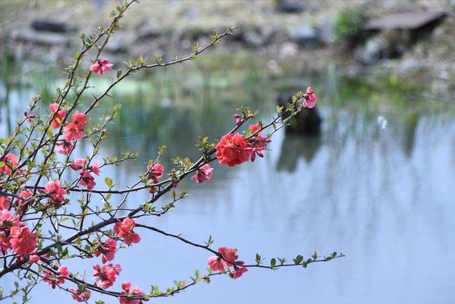 老话说“年景好不好四月看八九”啥意思？八九指哪天？答案来了(图1)