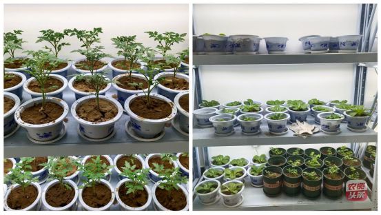 河南省通用化工研究院轩鹏：肥料增效界的黑马专注差异化定位(图4)
