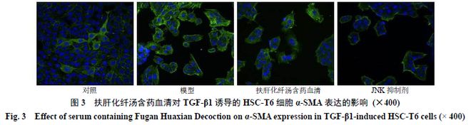 贵州中医药大学：基于JNK信号通路探讨扶肝化纤汤对肝星状细胞活化增殖的影响(图7)