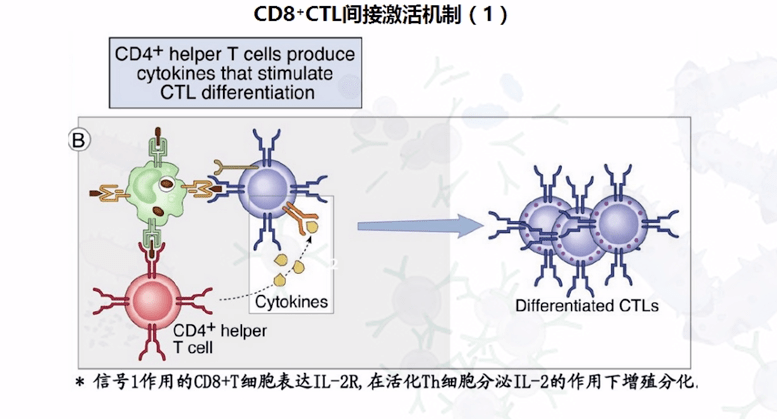 Ｔ细胞活化所需要的条件(图4)