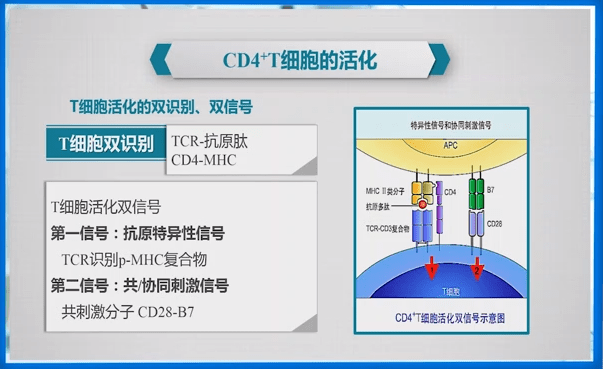 Ｔ细胞活化所需要的条件(图1)