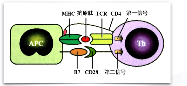 Ｔ细胞活化所需要的条件(图2)
