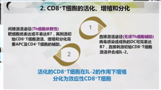 Ｔ细胞活化所需要的条件(图3)