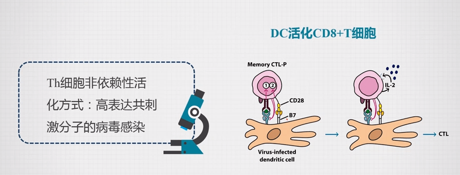 Ｔ细胞活化所需要的条件(图6)