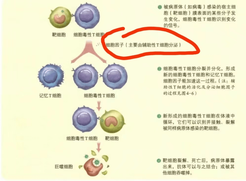 Ｔ细胞活化所需要的条件(图8)