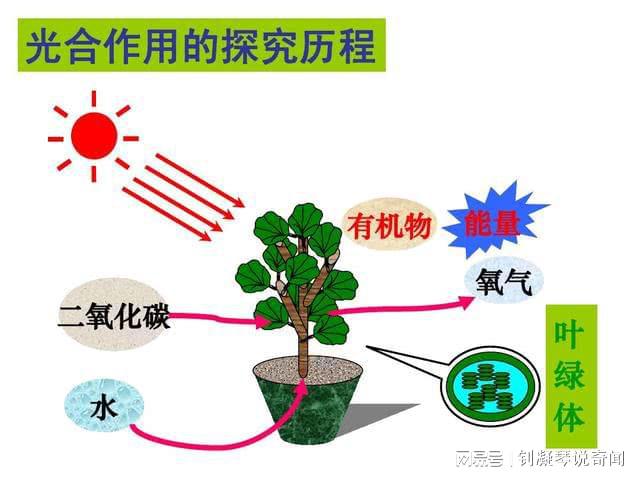 年均排放15亿吨CO亚马逊雨林吸碳赶不上排碳再无地球之肺？(图7)