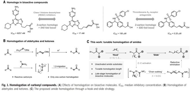 董广彬课题组Science：铑催化酰胺的“可调控”同系化反应(图2)