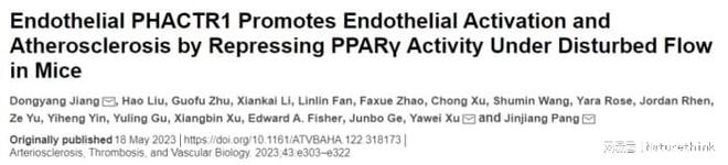 内皮 PHACTR1 促进内皮细胞活化和动脉粥样硬化(图1)